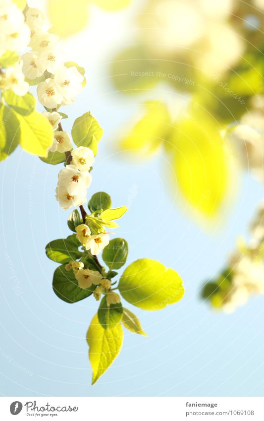 blossoms Umwelt Natur Sonne Frühling Sommer Schönes Wetter Baum Blüte ästhetisch schön Fröhlichkeit frisch hell gelb Kraft weiß hell-blau Frühlingsgefühle