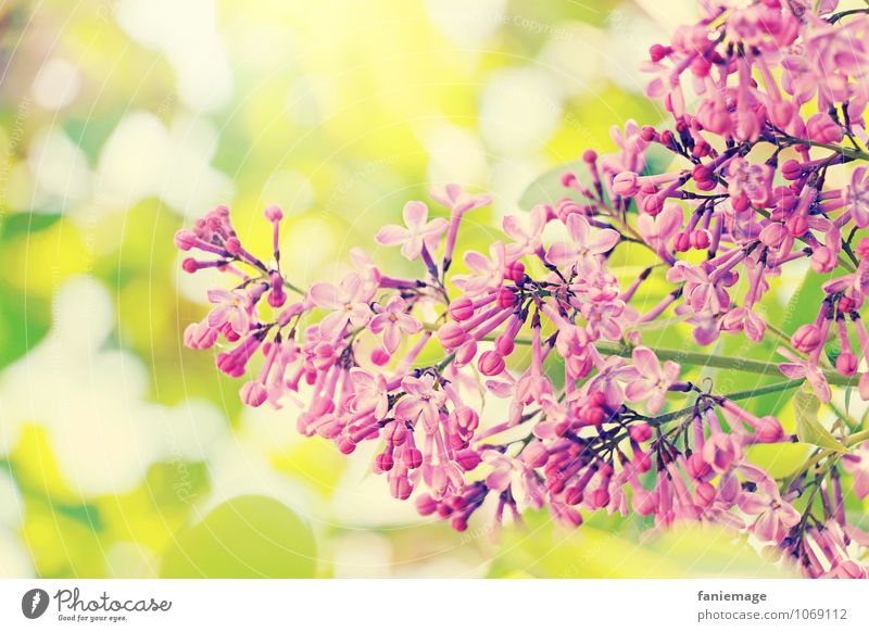 ornament Umwelt Natur Sonne Sonnenlicht Frühling Sommer Schönes Wetter Baum Blatt Blüte ästhetisch schön Frühlingsgefühle Blühend rechts geschwungen rosa