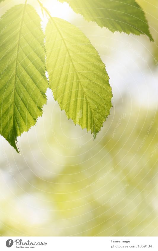 Chlorophyll Umwelt Natur Frühling Sommer Schönes Wetter Baum Blatt ästhetisch schön Sonne Lichteinfall Blätterdach Lichtpunkt grün hellgrün Frühlingsgefühle