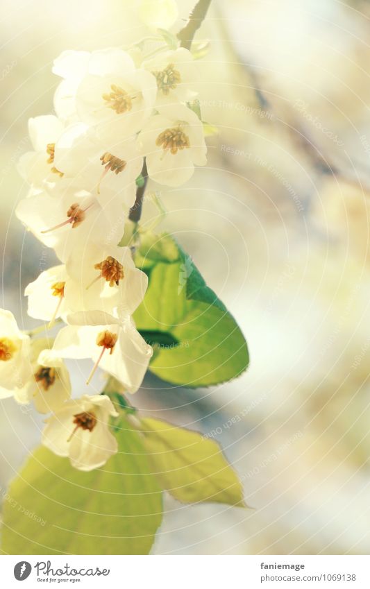 Blütenzweig Umwelt Natur Sonne Sonnenlicht Frühling Sommer Schönes Wetter Baum ästhetisch schön diagonal Ast Zweige u. Äste Blütenblatt Blütenstauden weiß grün