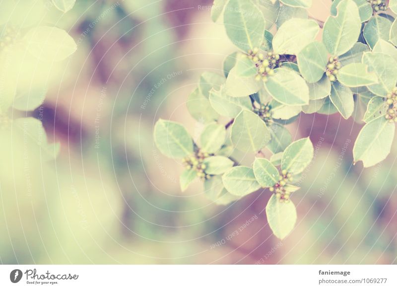 feine Blätter Umwelt Natur Frühling Sommer Schönes Wetter Wärme Baum Blatt einfach frisch schön grün violett rosa Zweig Ast Blätterdach hellgrün Farbe