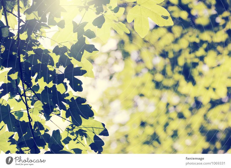 sonnendurchflutet Umwelt Natur Frühling Sommer Baum Blatt schön Sonne Wärme Blätterdach Baumkrone Sonnenstrahlen hell Erholung Fröhlichkeit genießen