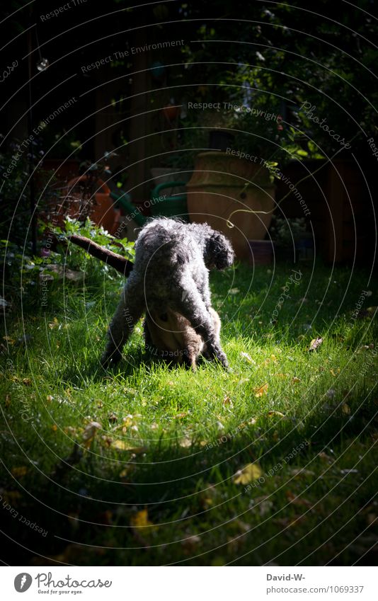 Dominanzverhalten - Hund und Katze Tier Sonnenlicht Sommer Haustier 2 Tierpaar Verkehrszeichen beobachten genießen hocken sportlich Erotik frech Spitze