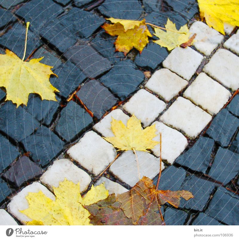 BLATT AUF QUADRAT wiederkommen auftauchen Blatt Ahorn kalt gelehrt braun Herbst Januar Februar Dezember November Ferne Fahrweg schmelzen Winter nußbraun Stengel