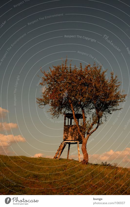 Zeit haben Baum Wolken schlechtes Wetter dunkel bedrohlich Dämmerung Nacht Horizont Sonnenuntergang träumen Traumwelt Einsamkeit harmonisch Farbenspiel Romantik