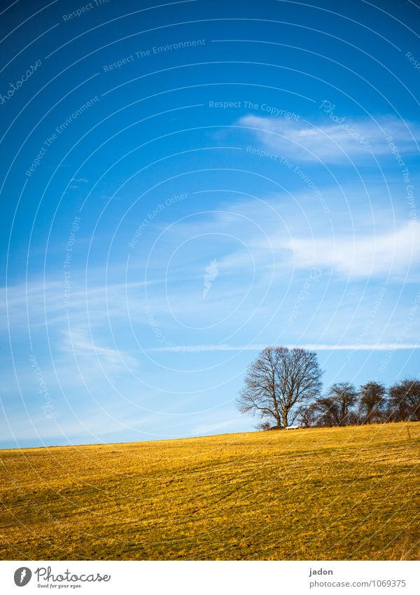 frühlingsanfang. Umwelt Natur Landschaft Pflanze Erde Himmel Wolken Horizont Sonnenlicht Frühling Schönes Wetter Baum Gras Wiese Feld Unendlichkeit schön