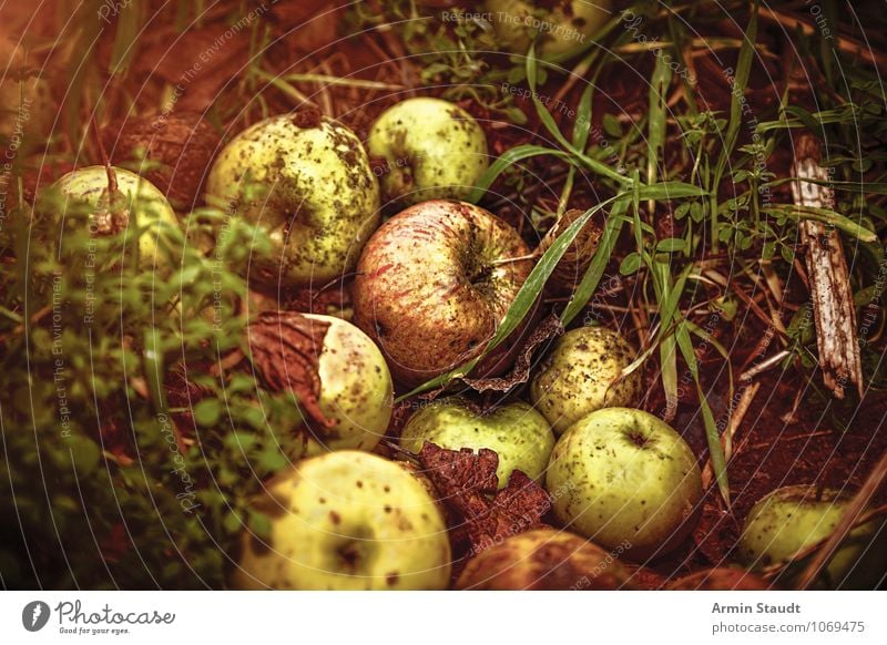 Fallobst Lebensmittel Frucht Apfel Ernährung Gesundheit Gesunde Ernährung Duft Umwelt Natur Erde Herbst Gras alt fallen dehydrieren authentisch dunkel einfach