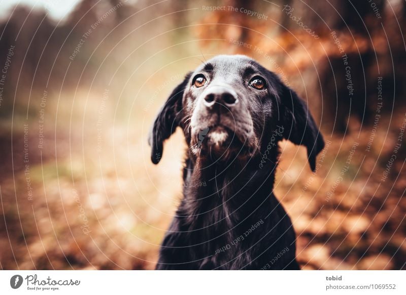 Amy Natur Schönes Wetter Baum Wald Haustier Hund Tiergesicht Fell Labrador Ohr Schnauze Schnurrhaar Auge Hundeblick beobachten glänzend sitzen schwarz loyal