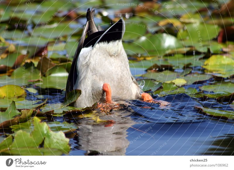 ... schwänzchen in die höh' Tier Vogel Schwanz kopflos Feder tauchen Trauer Verzweiflung Ente Wasser Angst Traurigkeit Im Wasser treiben Schwimmen & Baden