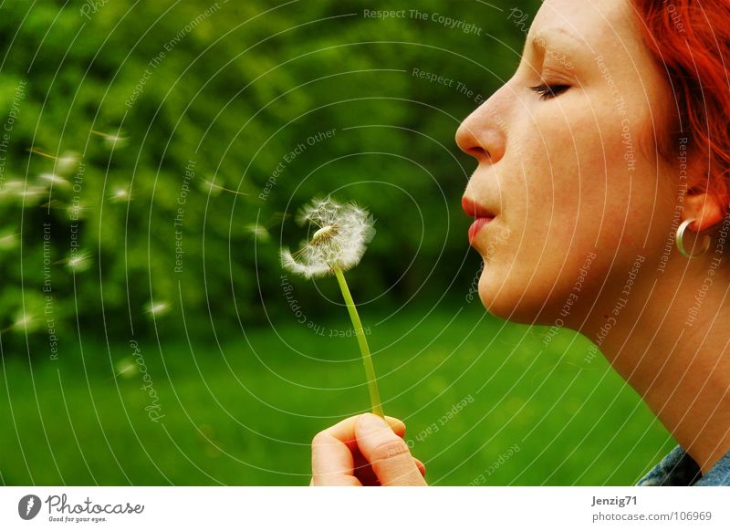 blow. Porträt Frau Wiese Löwenzahn blasen Sommer grün Silhouette Herbst Gesicht Profil woman autumn Samen Regenschirm Schirmchen verteilen fliegen fly spread