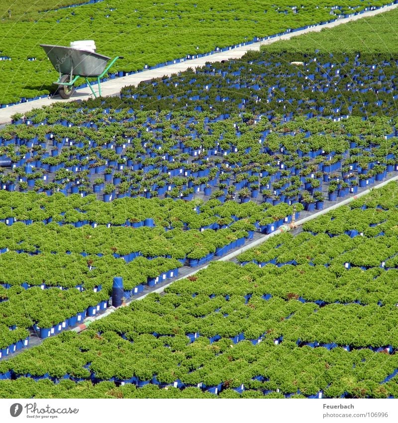 Kappeshamm 1 Farbfoto Außenaufnahme Muster Strukturen & Formen Menschenleer Topf Garten Arbeit & Erwerbstätigkeit Gartenarbeit Gärtner Landwirtschaft