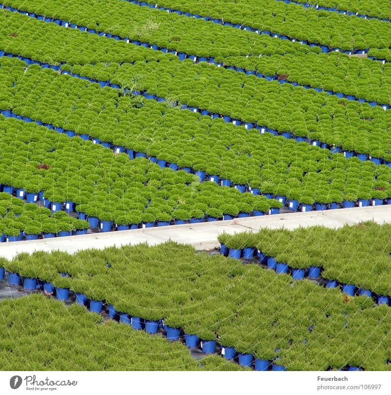 Kappeshamm 2 Farbfoto Außenaufnahme Menschenleer Landwirtschaft Forstwirtschaft Herbst Pflanze Blume Grünpflanze Topfpflanze Garten Feld Wege & Pfade Linie