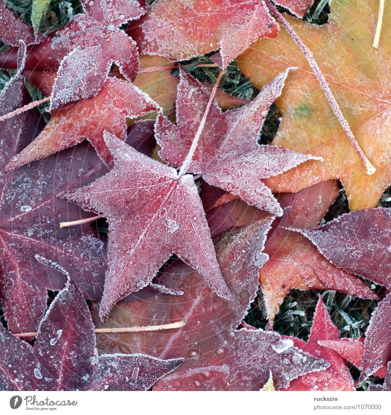 Ambeerbaumblaetter, Raureif, Winter Pflanze Herbst Nebel Baum Blatt kalt gelb rot schwarz weiß Stimmung Ambeerbaumblatt Dunst bereift Eindruck Eis Liquidambar