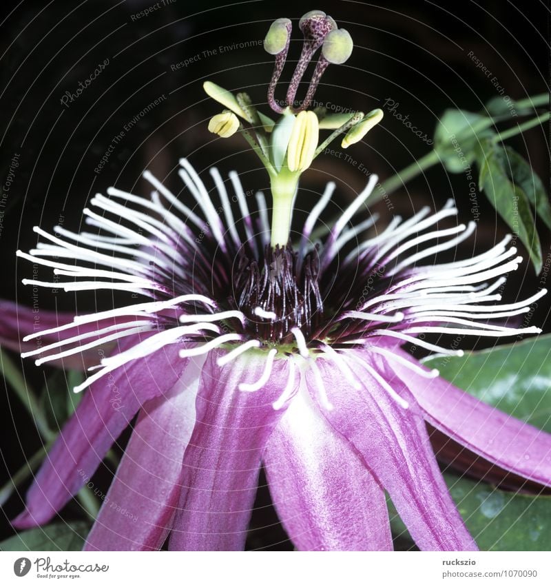 Passiflora caerulea-racemosa Pflanze Sommer Blume rosa Passionsblume Passiflora x caerulea-racemosa Maracuja Marakuja Kletterpflanzen Fassadenbegrünung