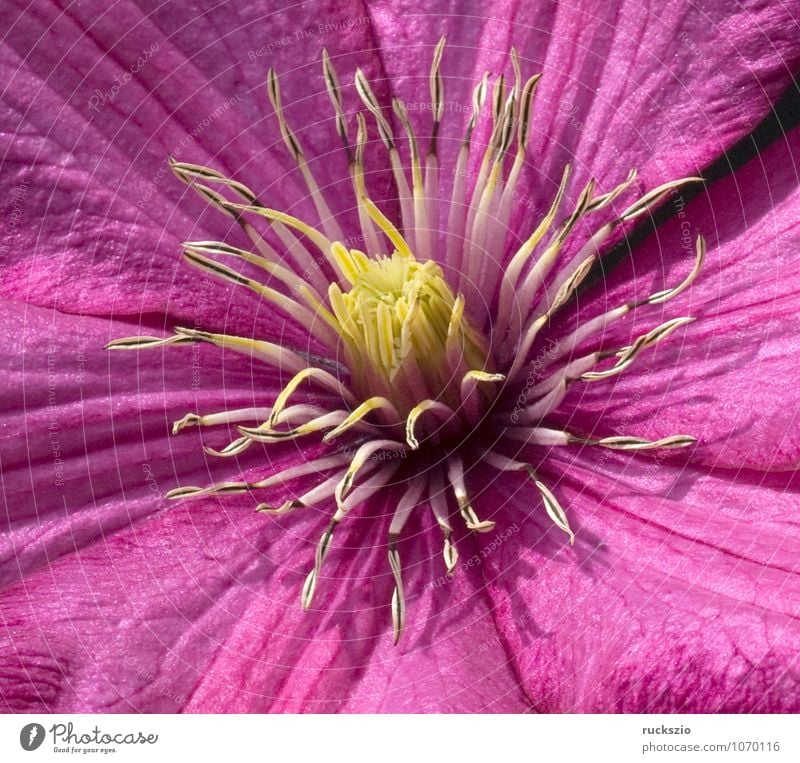 Ville de Lyon, Clematis-Hybride Natur Pflanze rot Waldrebe rotbluehend WaClematis Kletterpflanzen Fassadenbegrünung Hausbegruenung Mauerbegruenung