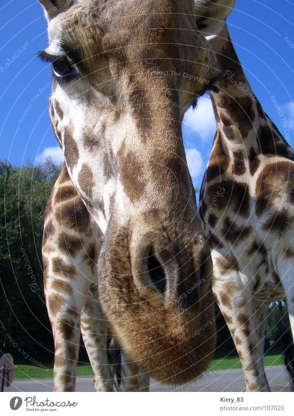 Melman 2 Wimpern braun beige Serengeti Afrika Wolken weiß Gras grün Sträucher Neugier ruhig Säugetier Giraffe Fleck Ohr Beine Hals Himmel blau schön Nase Auge