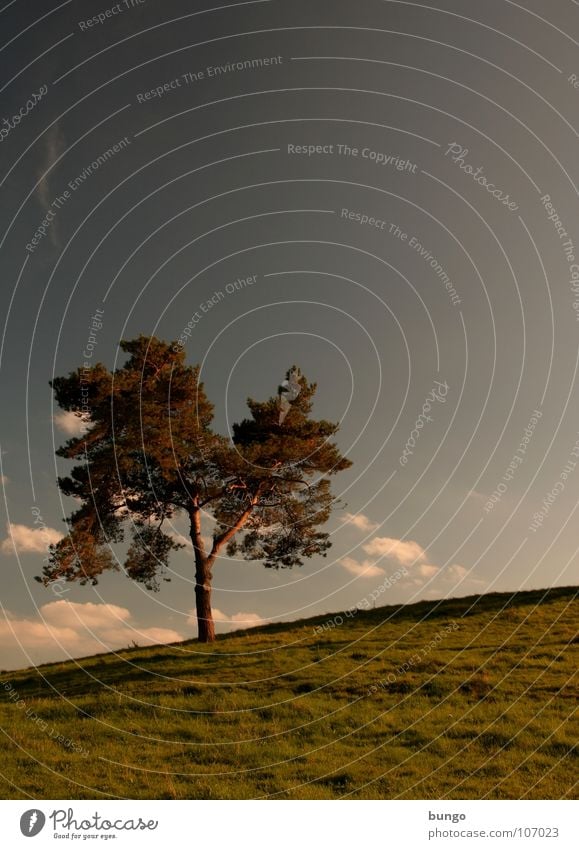 Hören Baum Wolken schlechtes Wetter dunkel bedrohlich Dämmerung Nacht Horizont Sonnenuntergang träumen Traumwelt Einsamkeit harmonisch Farbenspiel Romantik