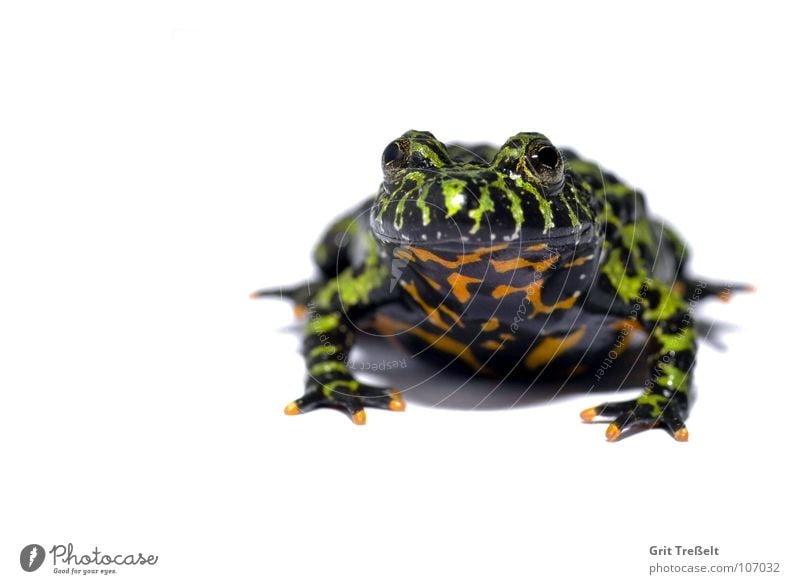 Rotbauchunke Unke grün schwarz rot weiß süß Frosch Bauch Makroaufnahme Lurch