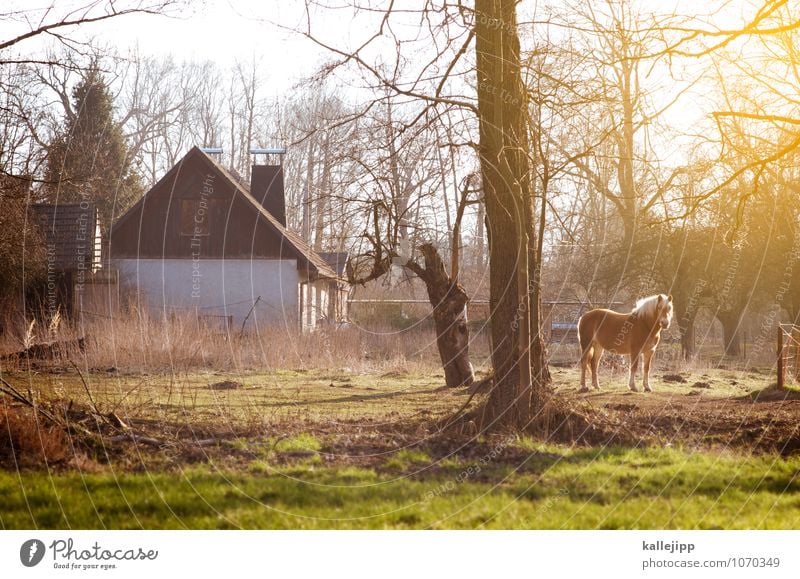 house & horse Landwirtschaft Forstwirtschaft Haus Einfamilienhaus Gebäude Tier Pferd 1 glänzend Bauernhof Häusliches Leben Brandenburg Weide Fressen Natur Mähne