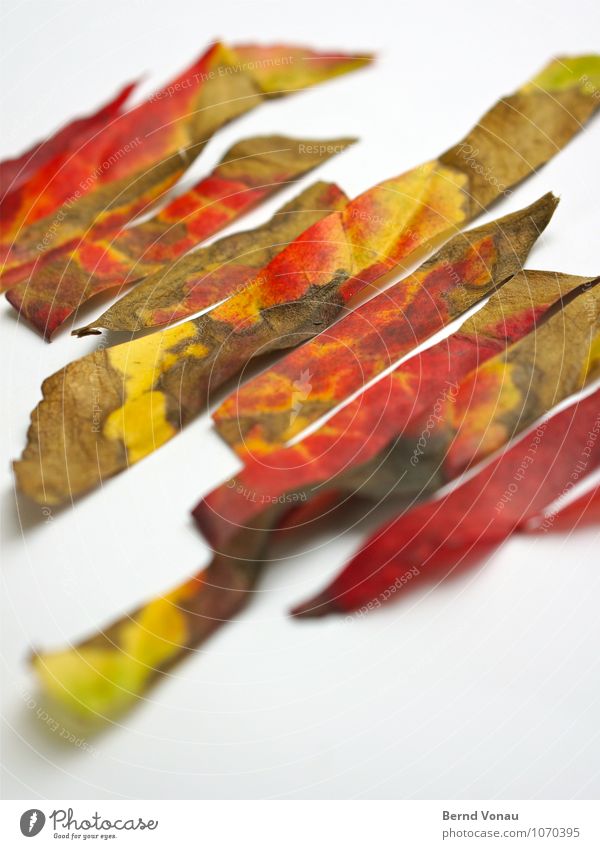 Rest in Pieces II Natur Herbst Blatt Streifen fallen dehydrieren Spitze trocken grün rot weiß Tod Herbstlaub geschnitten Zacken schneiden Farbfoto mehrfarbig