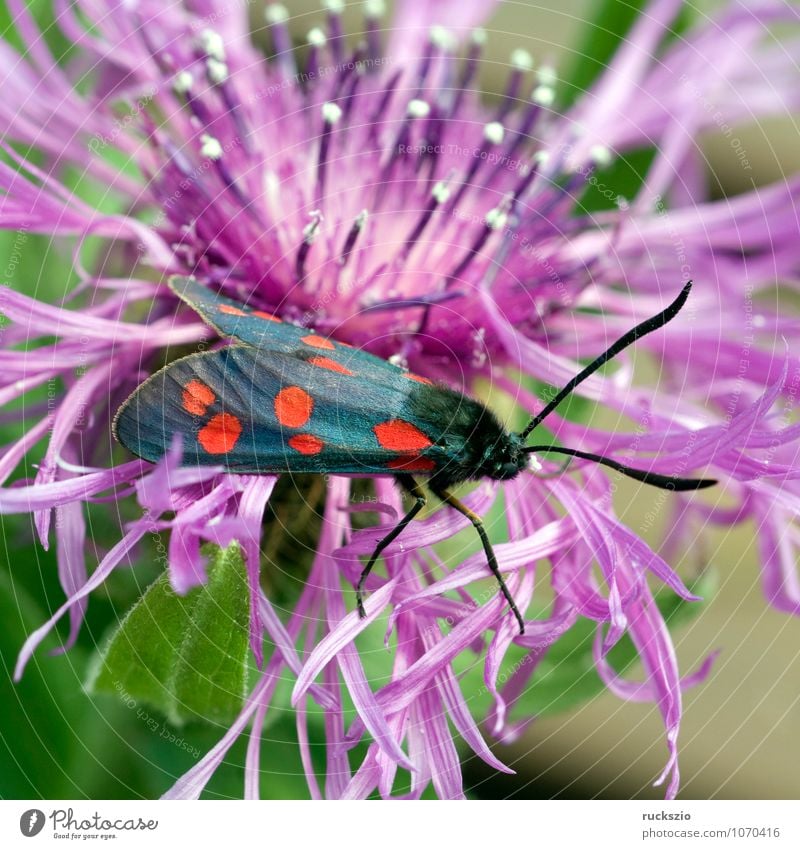 Blutstroepfchen, Widderchen, Zygaena, ephialtes, Natur Tier Sommer Wildtier Schmetterling Fressen Blutströpfchen Sechsfleck-Widderchen Motte Rotwidderchen