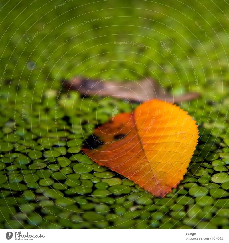 Autumn leaf Blatt Herbst grün gelb Ahorn Ahornsamen braun Teich Pflanze Wasser Nasenzwicker herbstlich