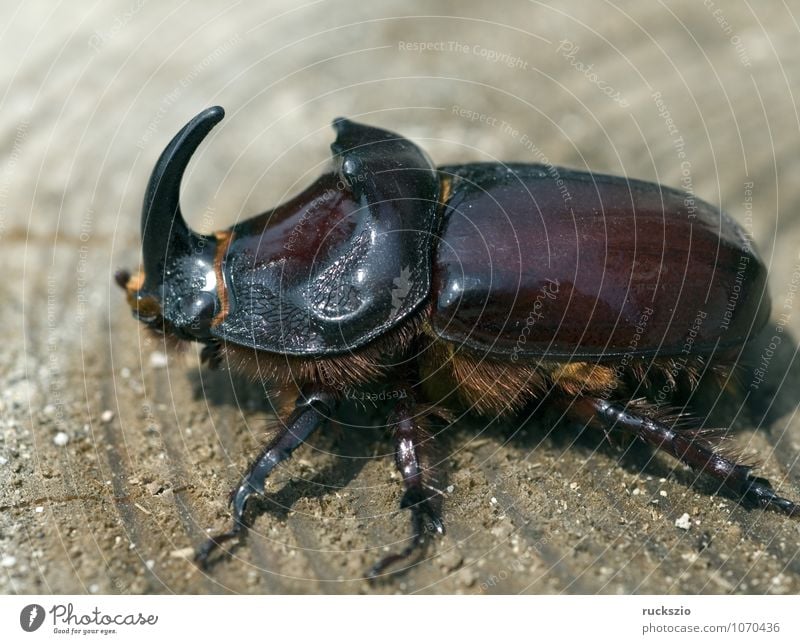 Nashornkaefer, Oryctes, nasicornis, Maennchen, maskulin Natur Käfer Geborgenheit Nashornkäfer selten Maennlich Horn gro§er Rhinoceros beetle males rare