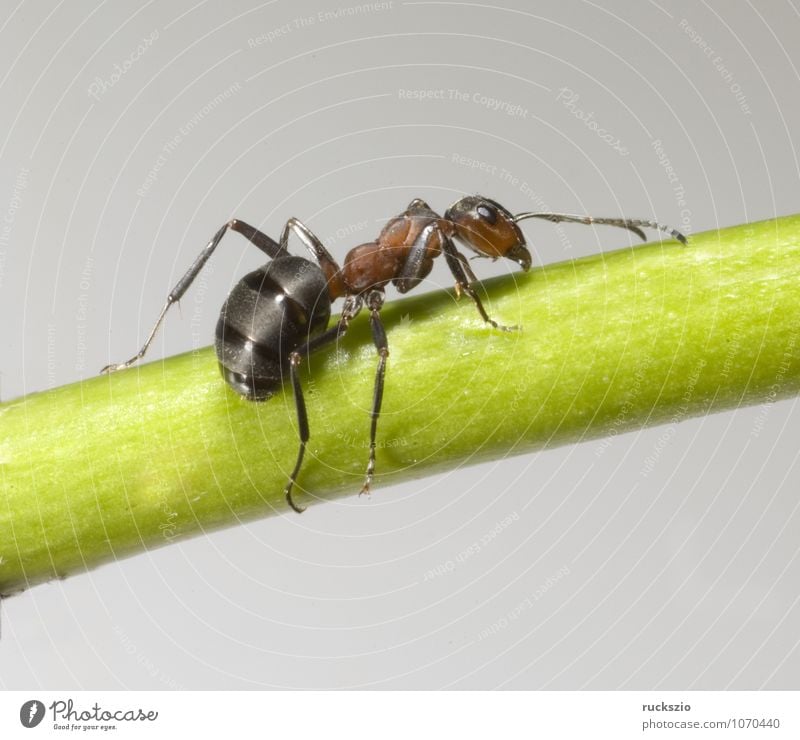 Rote, Waldameise, Tier Wildtier frei groß rot schwarz Fühler Ameise Formica rufa Hautflügler Insekt Rote Waldameisen nützlich neutral Objektfotografie