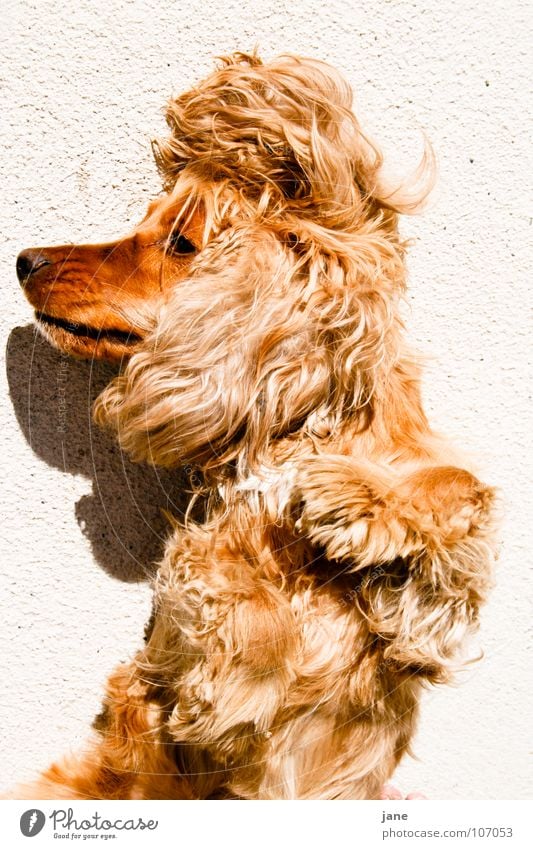 Diva Erholung Sommer Sonne Hund 1 Tier schlafen faulenzen gemütlich Säugetier Cocker Spaniel Körperhaltung Hundin Farbfoto Außenaufnahme