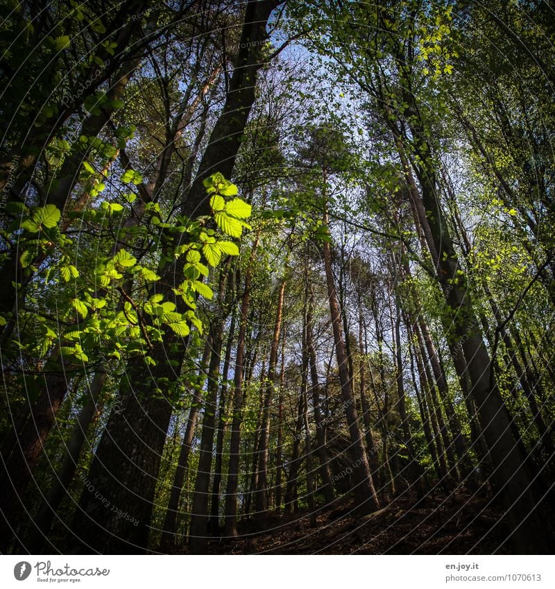 noch n'bisschn mehr grün Leben ruhig Umwelt Natur Landschaft Pflanze Frühling Sommer Schönes Wetter Baum Blatt Wald Wachstum frisch Lebensfreude