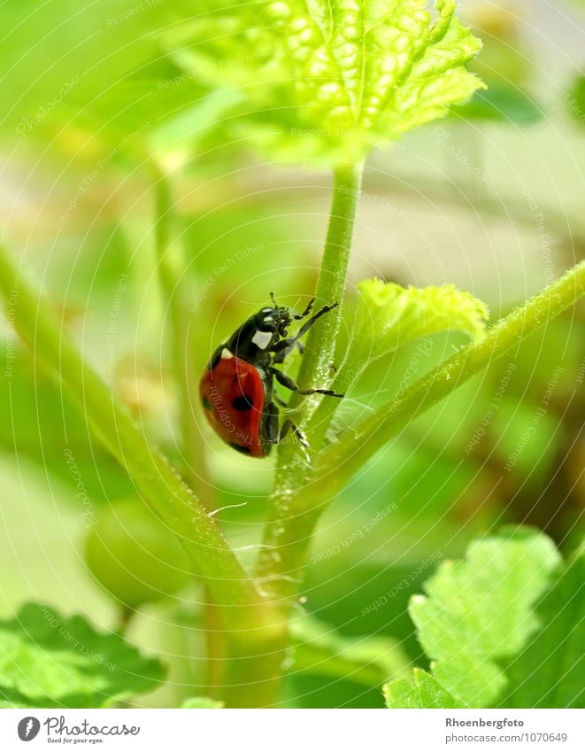 Marienkäfer Natur Tier Sommer Schönes Wetter Pflanze Garten Käfer 1 fliegen Fressen krabbeln elegant schön rot Freizeit & Hobby Farbfoto Außenaufnahme Tag