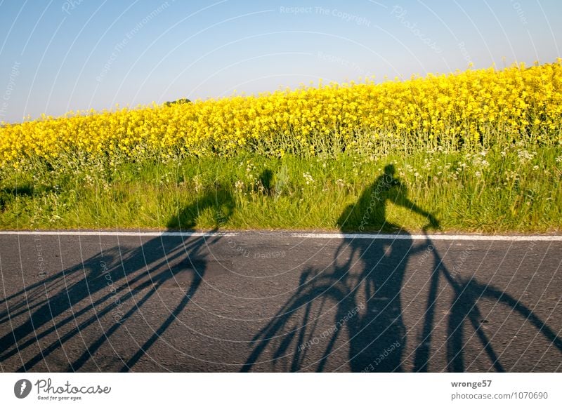 Geisterfahrer Ausflug Fahrradtour Sommer Mensch Paar 2 Natur Pflanze Himmel Wolkenloser Himmel Schönes Wetter Blüte Nutzpflanze Rapsfeld Rapsblüte Feld