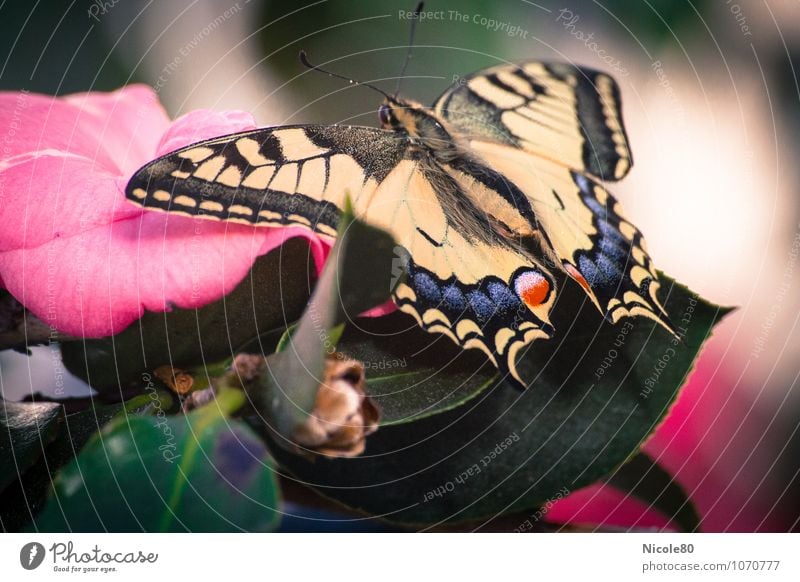 Schwalbenschwanz Schmetterling liegen Insekt Blüte Flugzeuglandung warten Frühling Schmetterlingsflügel Tragfläche zart Farbfoto Innenaufnahme Makroaufnahme