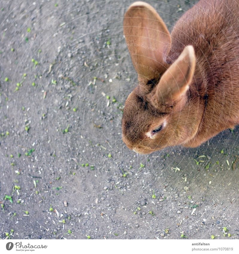 Lauschangriff Tier Haustier Tiergesicht Fell Zoo Streichelzoo Hase & Kaninchen Hasenohren Hasenpfote 1 beobachten füttern hören Blick Freundlichkeit glänzend