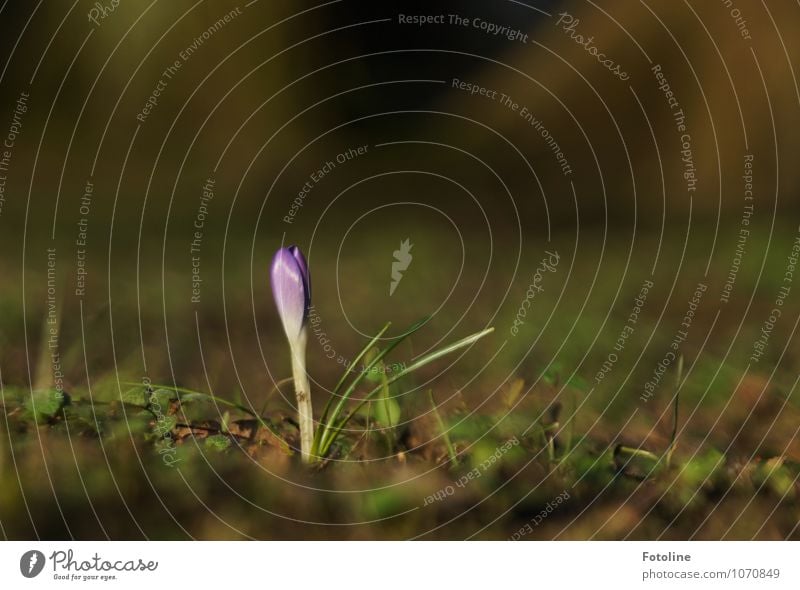 Einsamer Krokus Umwelt Natur Pflanze Urelemente Erde Frühling Schönes Wetter Blume Blüte Garten hell nah natürlich braun grün violett Frühblüher