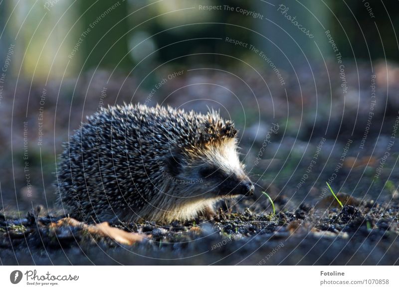 Igel Umwelt Natur Pflanze Tier Urelemente Erde Sand Frühling Gras Park Wald Wildtier Tiergesicht 1 hell klein nah stachelig Stachel Halm Schnauze Farbfoto