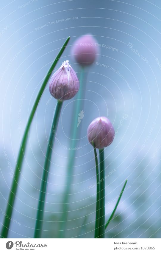 morgenfrische Lebensmittel Kräuter & Gewürze Ernährung harmonisch ruhig Sommer Frühling Pflanze Blüte Nutzpflanze blau grün violett rosa schön Halm Schnittlauch