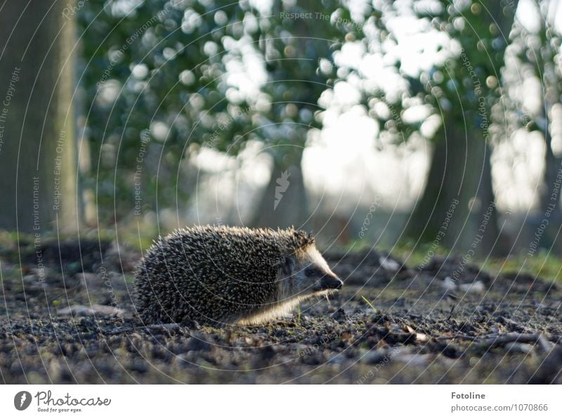 Auf gehts! Umwelt Natur Pflanze Tier Urelemente Erde Sand Frühling Schönes Wetter Baum Wildpflanze Park Wald Wildtier Tiergesicht 1 frei hell klein nah