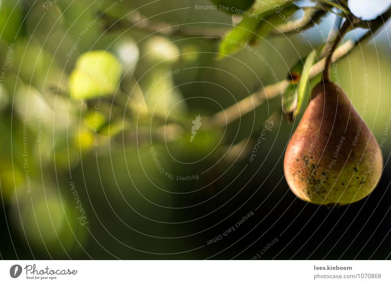 lonely pear Frucht Wellness Erholung ruhig Sommer Sonne Erntedankfest Natur Herbst Pflanze Baum Blatt Nutzpflanze Garten frisch Gesundheit lecker natürlich grün