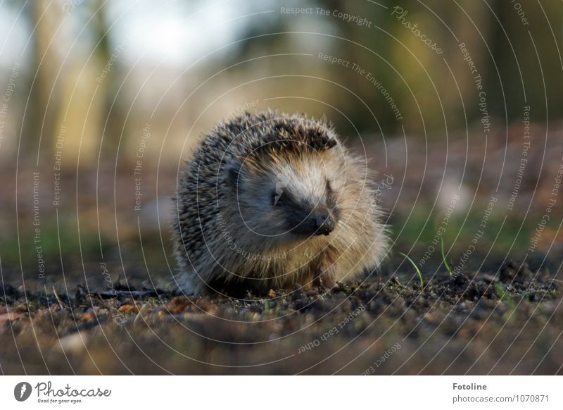 Nuff nuff nuff! Umwelt Natur Pflanze Tier Urelemente Erde Sand Frühling Schönes Wetter Park Wald Wildtier Tiergesicht 1 frech frei hell nah natürlich Igel