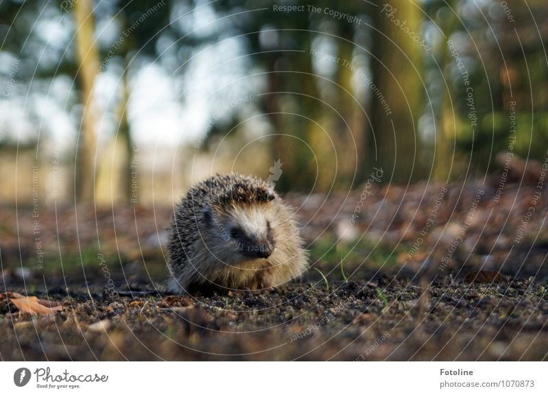 Winterschlaf? Vorbei! Umwelt Natur Landschaft Pflanze Tier Urelemente Erde Sand Frühling Schönes Wetter Baum Park Wald Wildtier Tiergesicht 1 frei klein nah