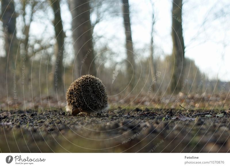 900 Stacheln Umwelt Natur Pflanze Tier Urelemente Erde Sand Frühling Schönes Wetter Baum Park Feld Wildtier 1 hell klein nah natürlich braun Igel laufen