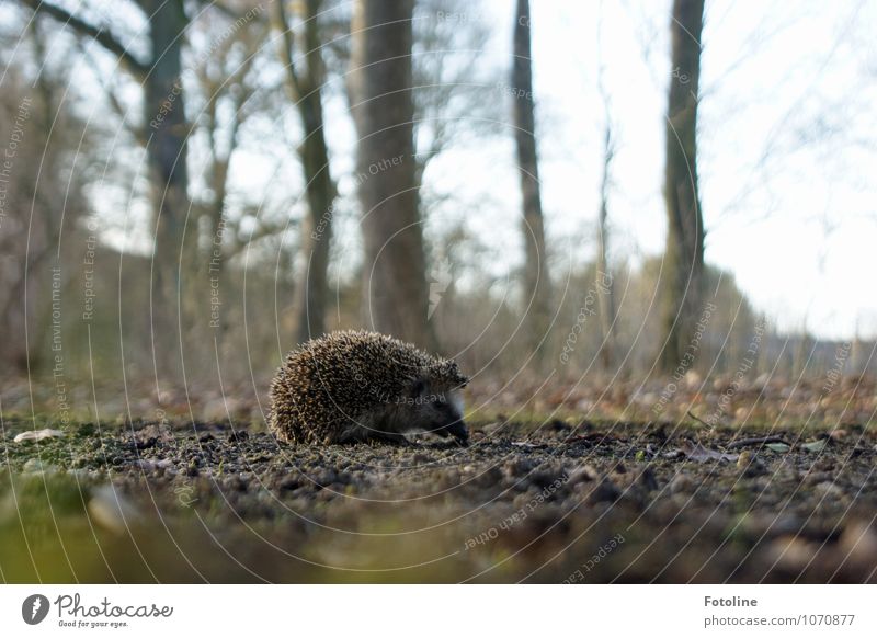 Wo war die Schnecke noch mal? Umwelt Natur Landschaft Pflanze Tier Urelemente Erde Sand Frühling Schönes Wetter Baum Park Wald Wildtier 1 klein nah natürlich