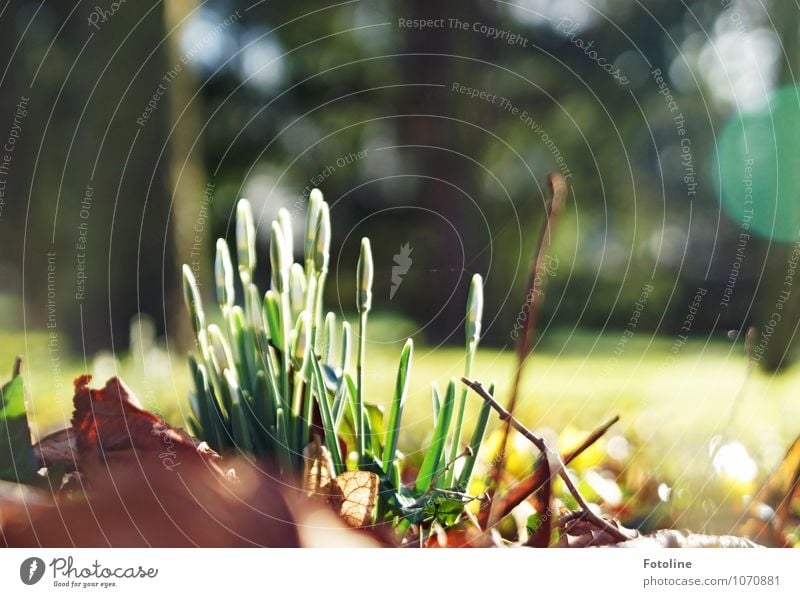 Frühlingstag Umwelt Natur Landschaft Pflanze Schönes Wetter Baum Blume Blüte Garten Park hell nah natürlich braun grün weiß Schneeglöckchen Frühblüher