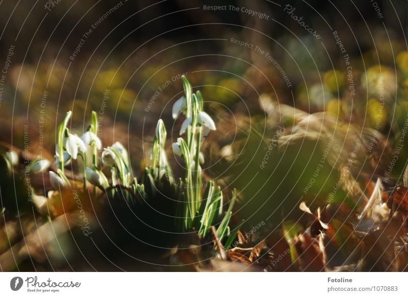 natürlich - Schneeglöckchen! Umwelt Natur Pflanze Frühling Schönes Wetter Blume Blatt Blüte Garten Park frisch hell braun grün weiß Frühlingsgefühle Frühblüher