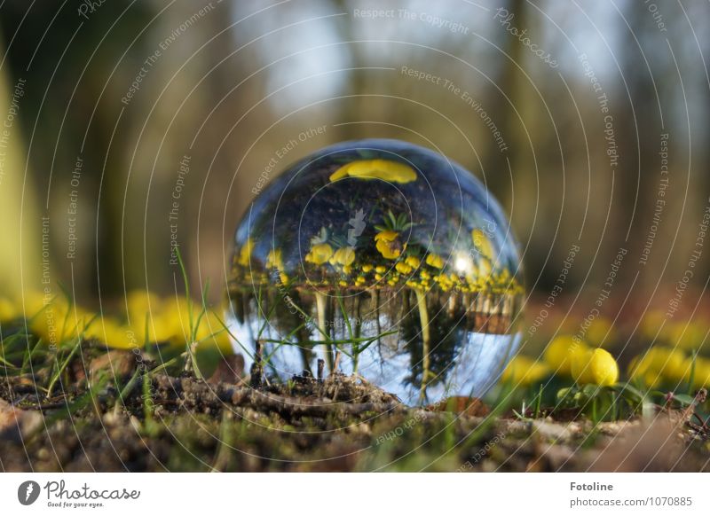 Ich sage voraus: Es wird Frühling Umwelt Natur Landschaft Pflanze Urelemente Erde Sand Schönes Wetter Blume Blüte Garten Park hell nah natürlich braun gelb grün