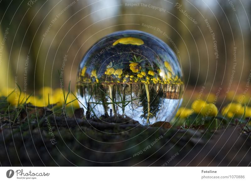 Alles auf dem Kopf Umwelt Natur Landschaft Pflanze Frühling Schönes Wetter Blume Blüte Garten Park hell nah natürlich braun gelb grün Glaskugel Winterlinge