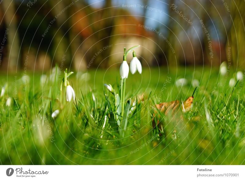 Klingeling Umwelt Natur Pflanze Frühling Schönes Wetter Blume Blüte Garten Park Wiese hell nah natürlich braun grün weiß Schneeglöckchen Frühblüher