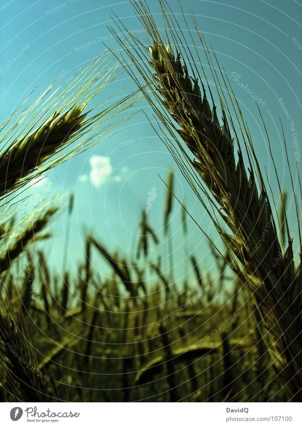 Stulle und Brot Gerste Süßgras Ernte Feld Stroh Ähren Halm Weizen Gras Kohlenhydrate Mehl Landwirtschaft Versorgung grün Getreide oder Roggen Korn Kornfeld