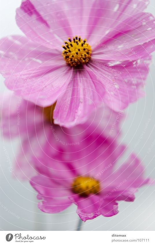 Three sad sisters Makroaufnahme rosa Himmel gelb Nahaufnahme Schmuckkörbchen Trauer Verzweiflung Herbst flower sky pale three threesome hidden grey garden